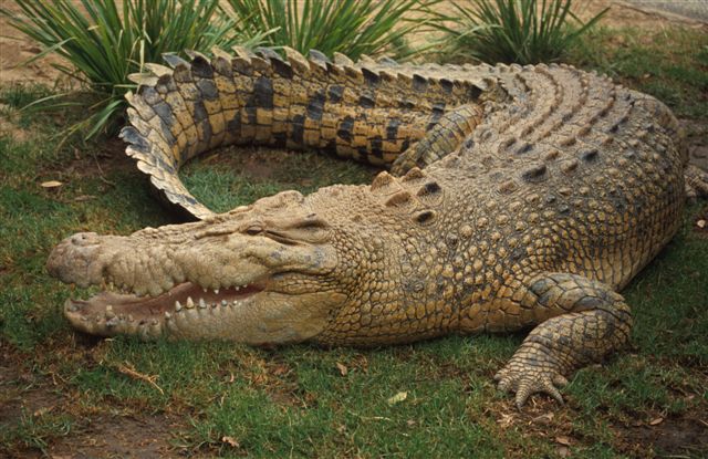 Killer Crocs of Costa Rica / Крокодили убийци (2004)